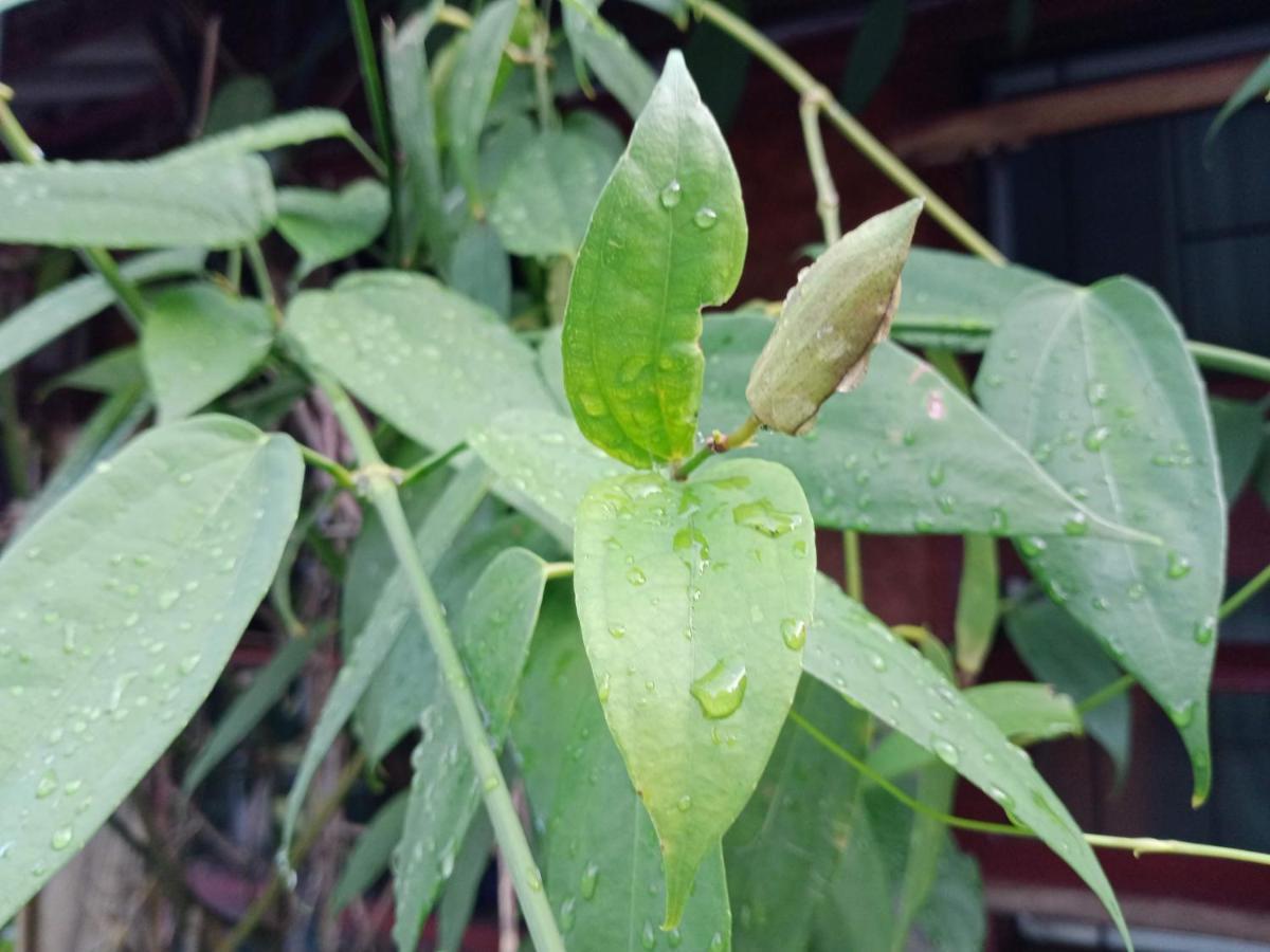 Comon Bungalow Haadchaophao Haad Chao Phao 외부 사진